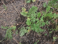 ova Gussonea-Tanacetum siculum 20110529 189